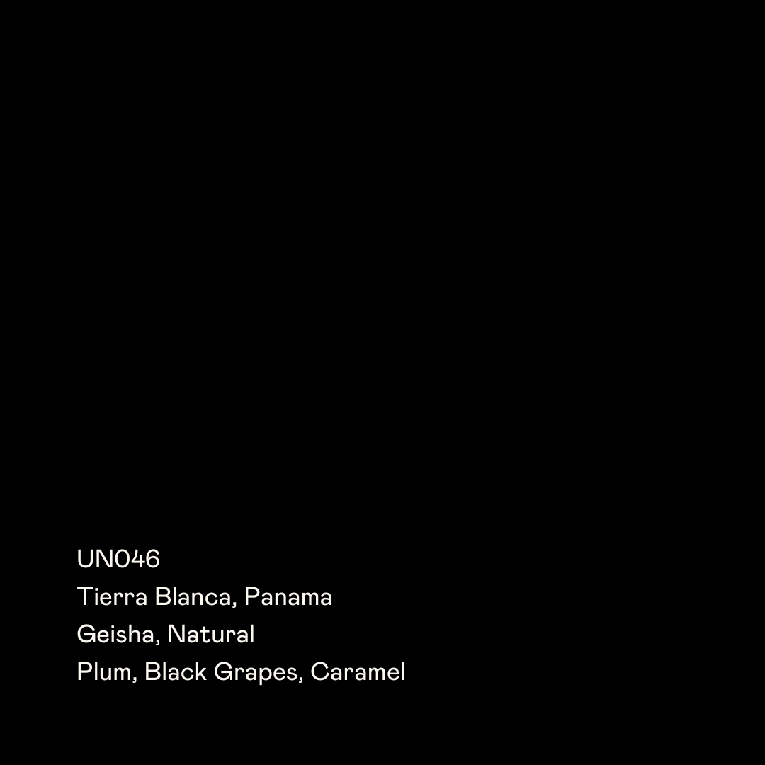 UN046 - Tierra Blanca, Geisha Natural