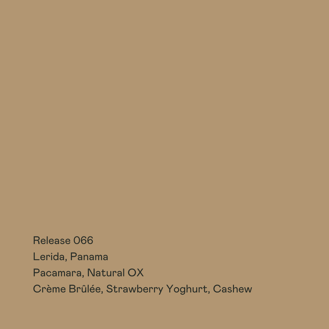 Photo of Release 066 - Lerida, Pacamara, Natural OX