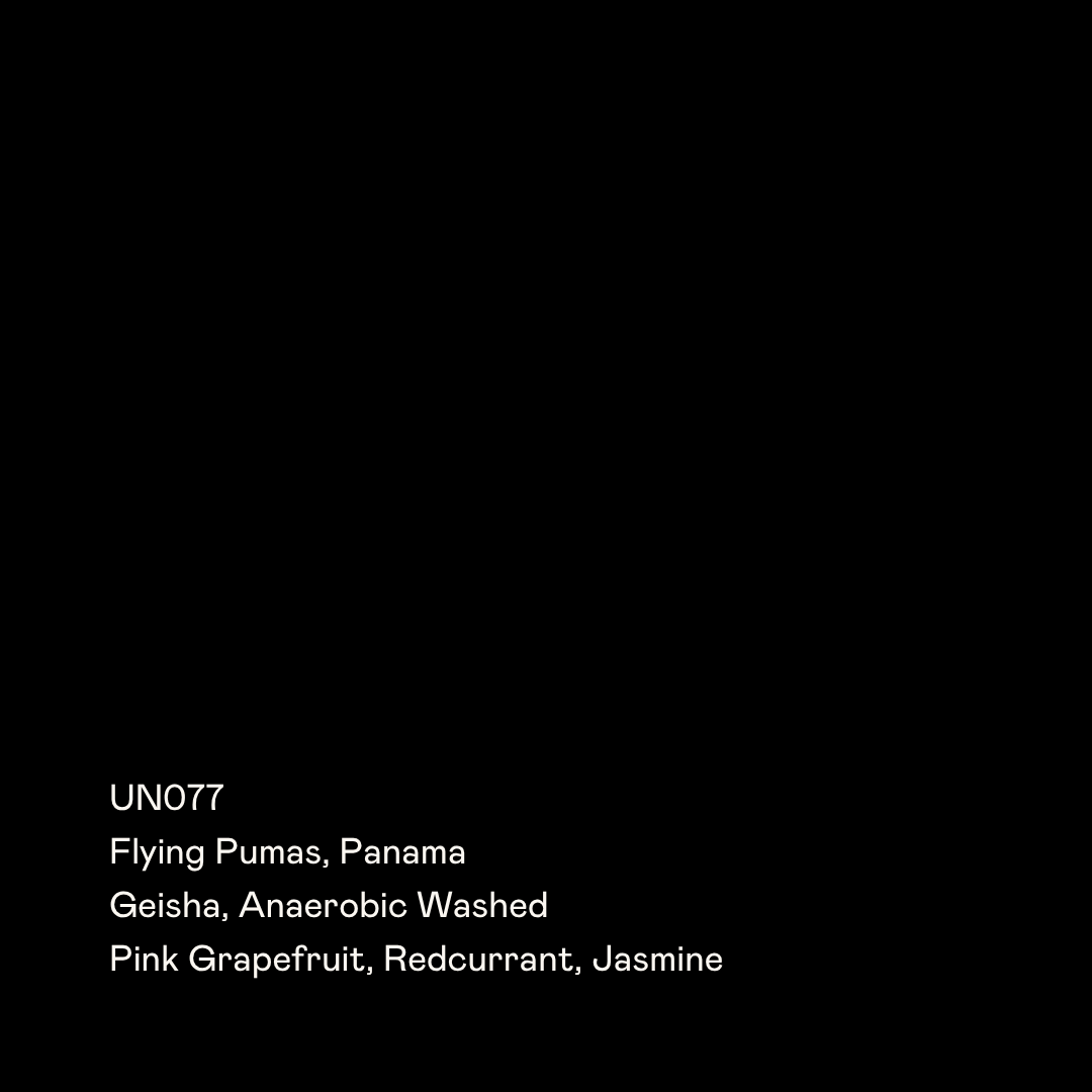 Photo of UN077 - Flying Pumas, Anaerobic Washed Geisha